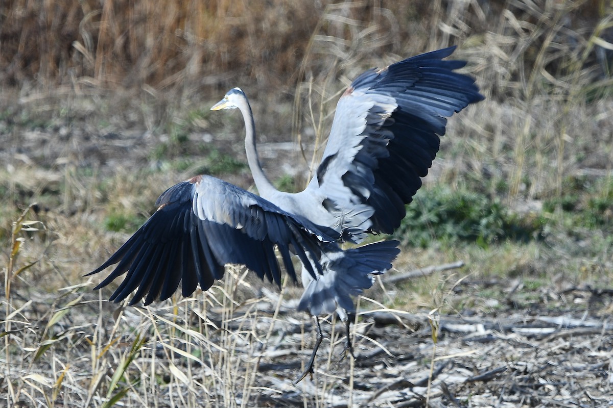 Great Blue Heron - ML645305104