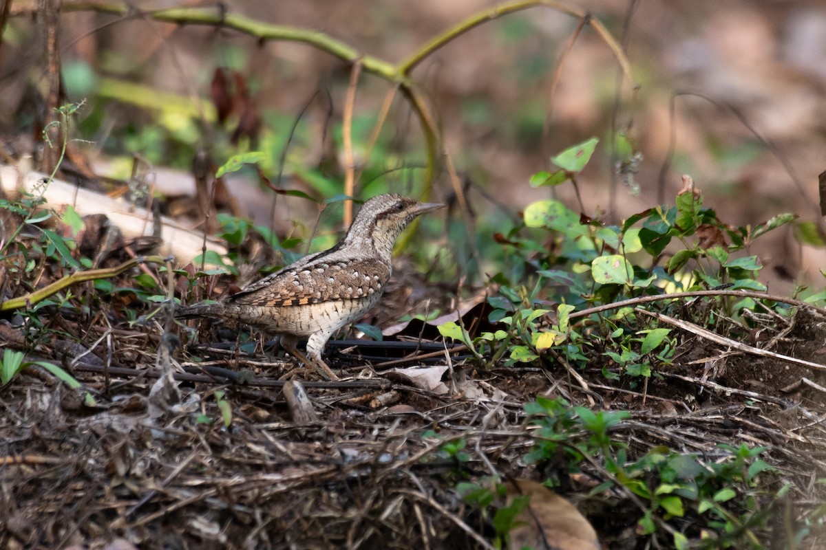 Eurasian Wryneck - ML645305113