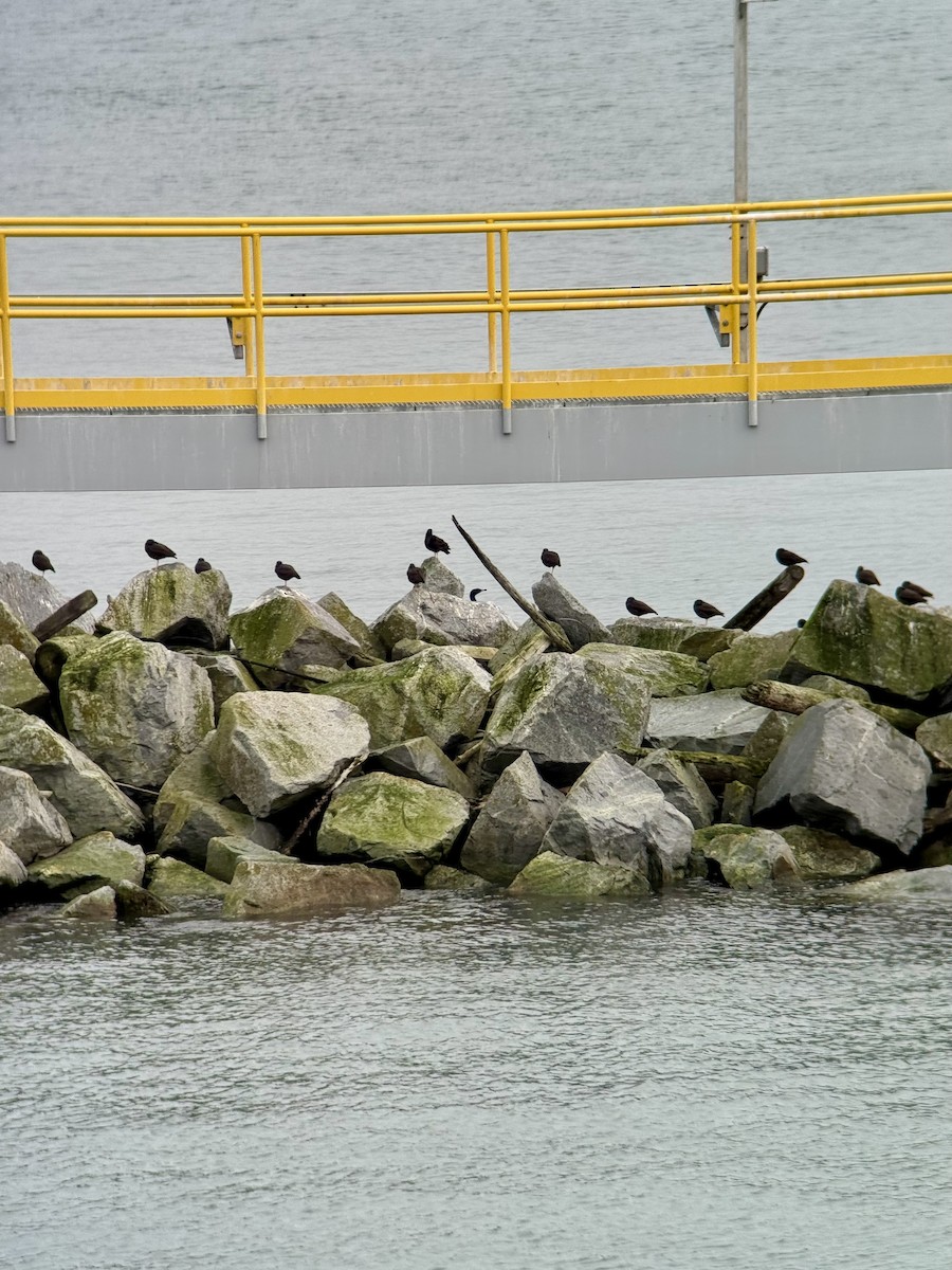 Black Oystercatcher - ML645305118