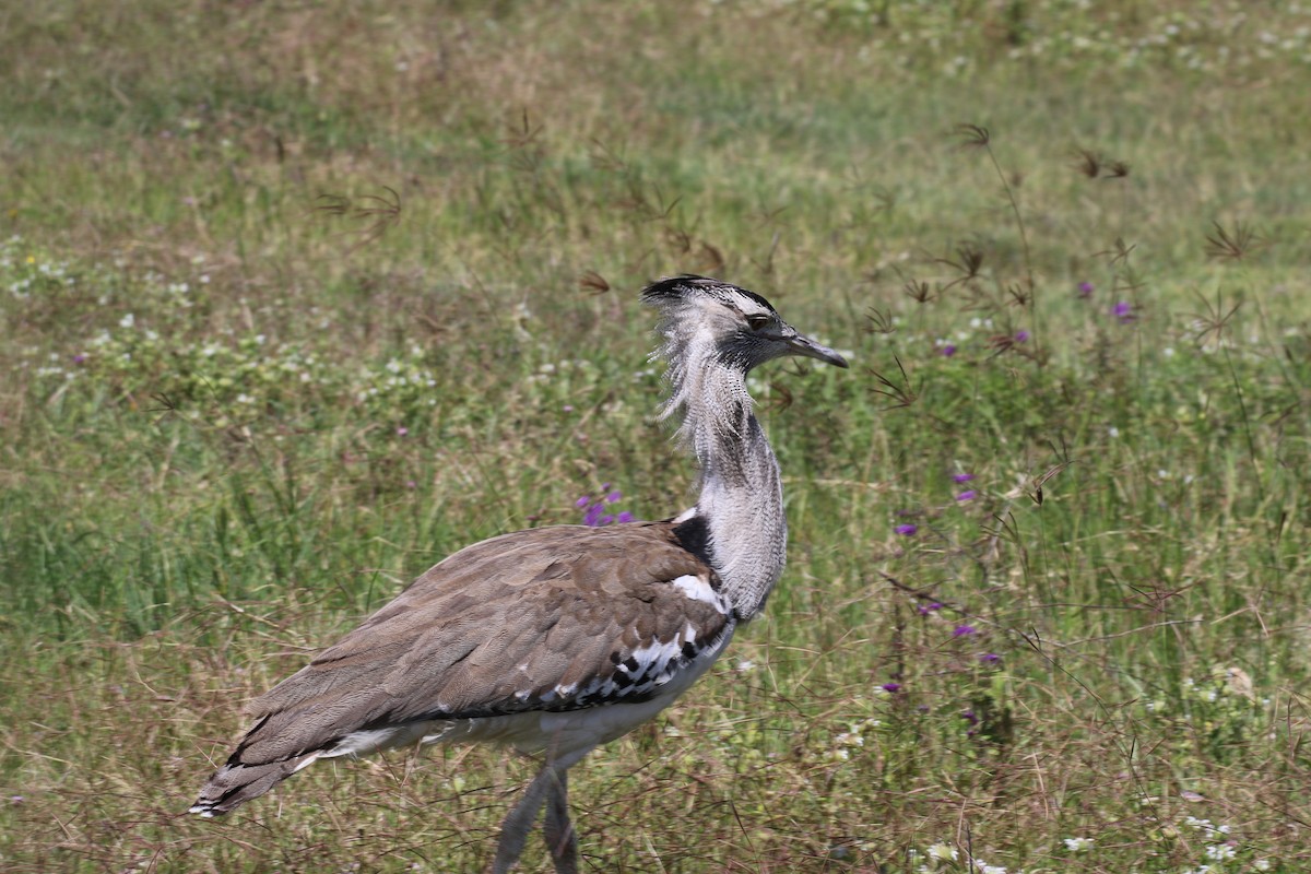 アフリカオオノガン - ML645305122
