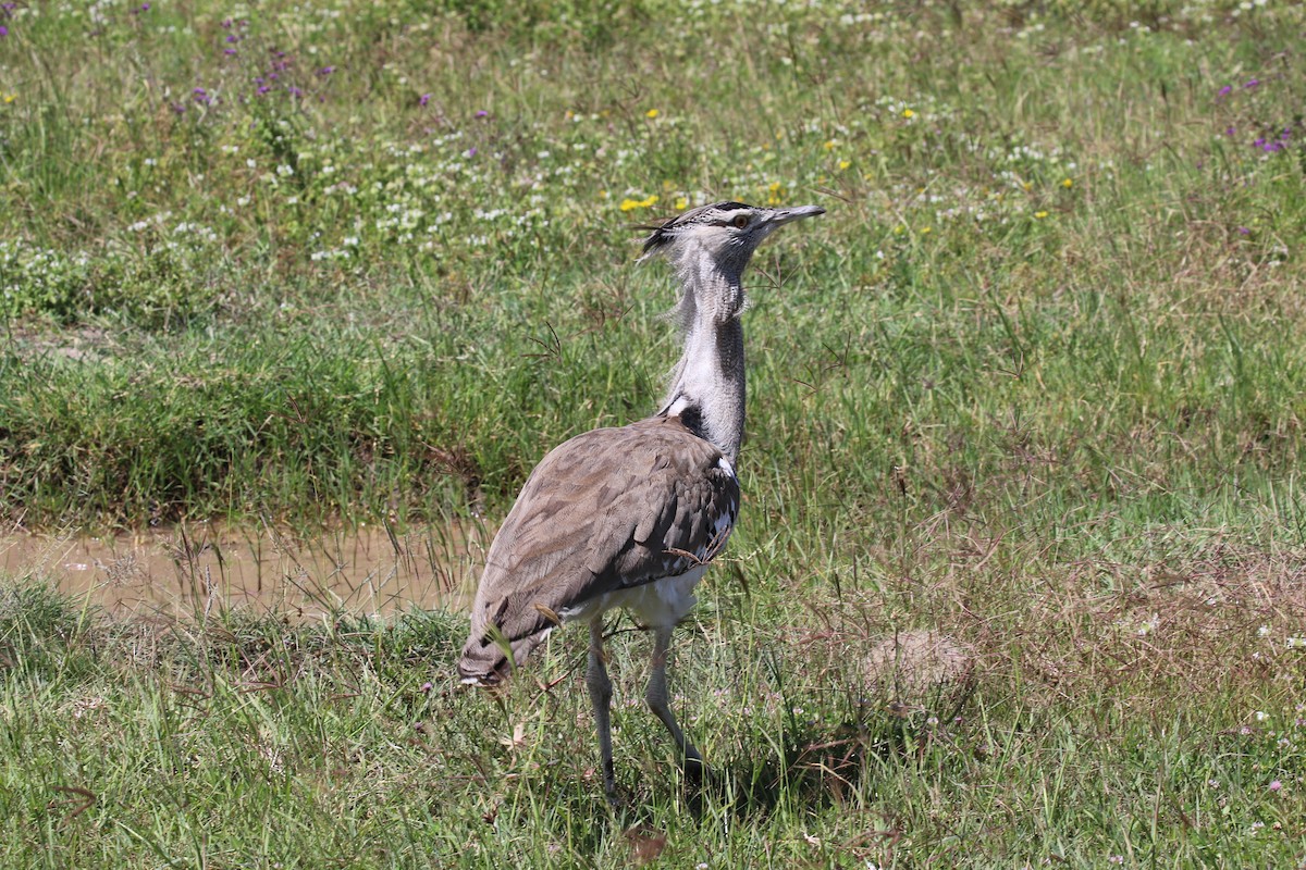 アフリカオオノガン - ML645305123