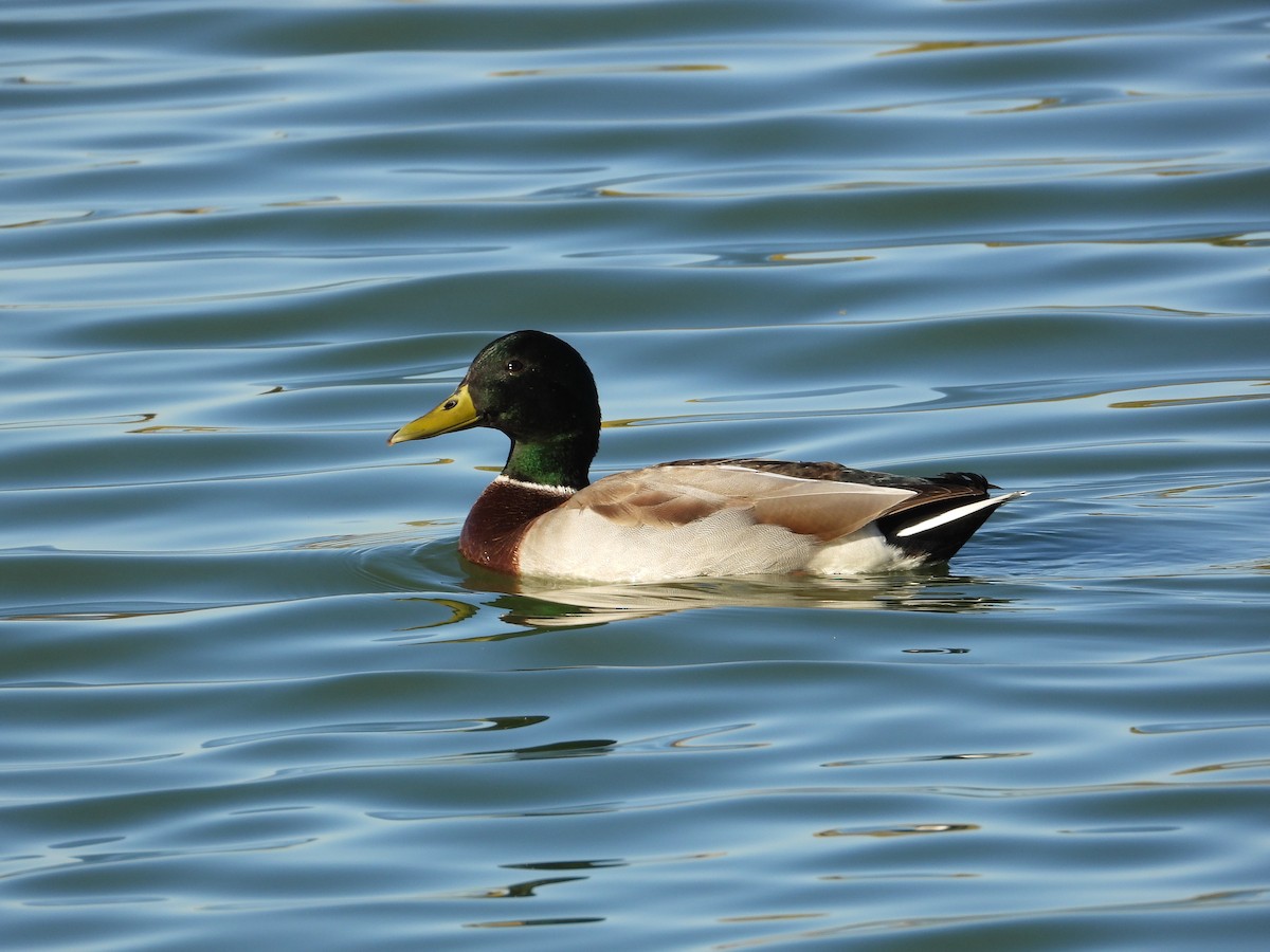 Mallard - ML645305141