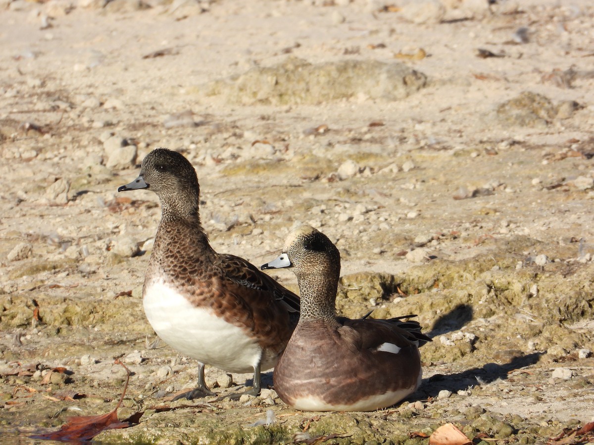 Свищ американський - ML645305151