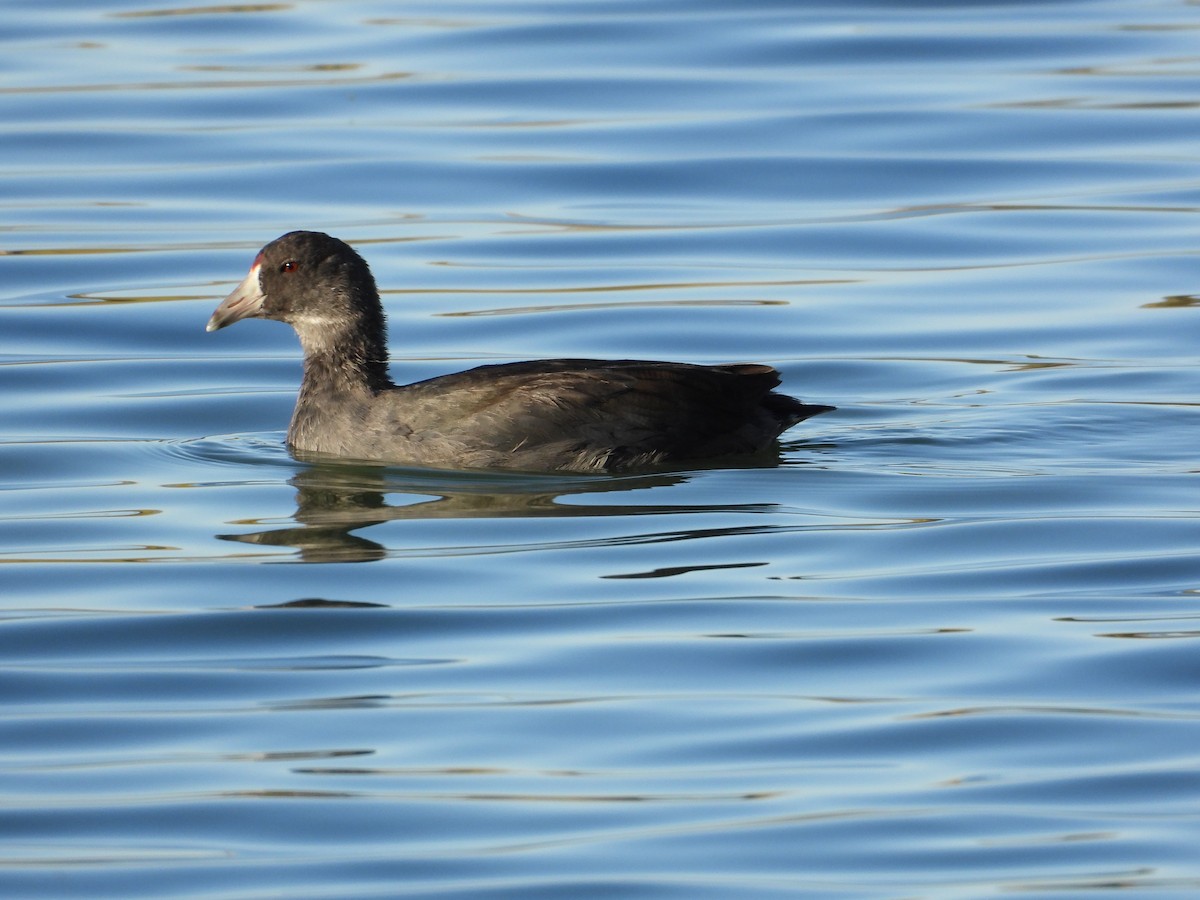 American Coot - ML645305157