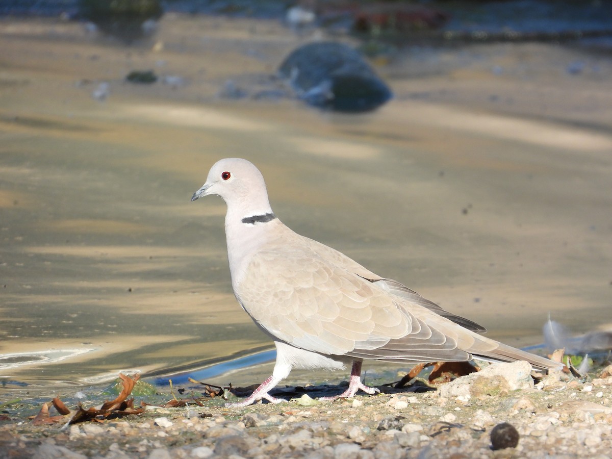 Eurasian Collared-Dove - ML645305167