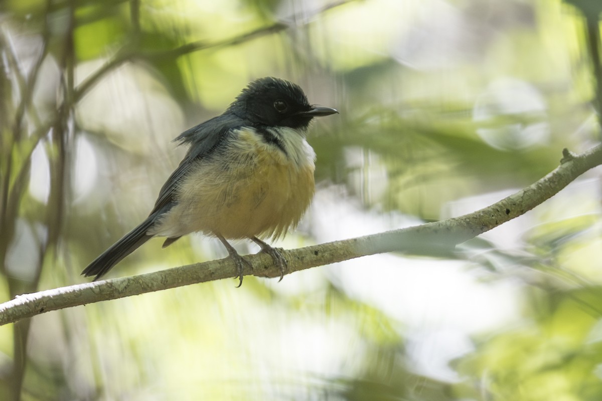 Kalao Blue Flycatcher - ML645305169