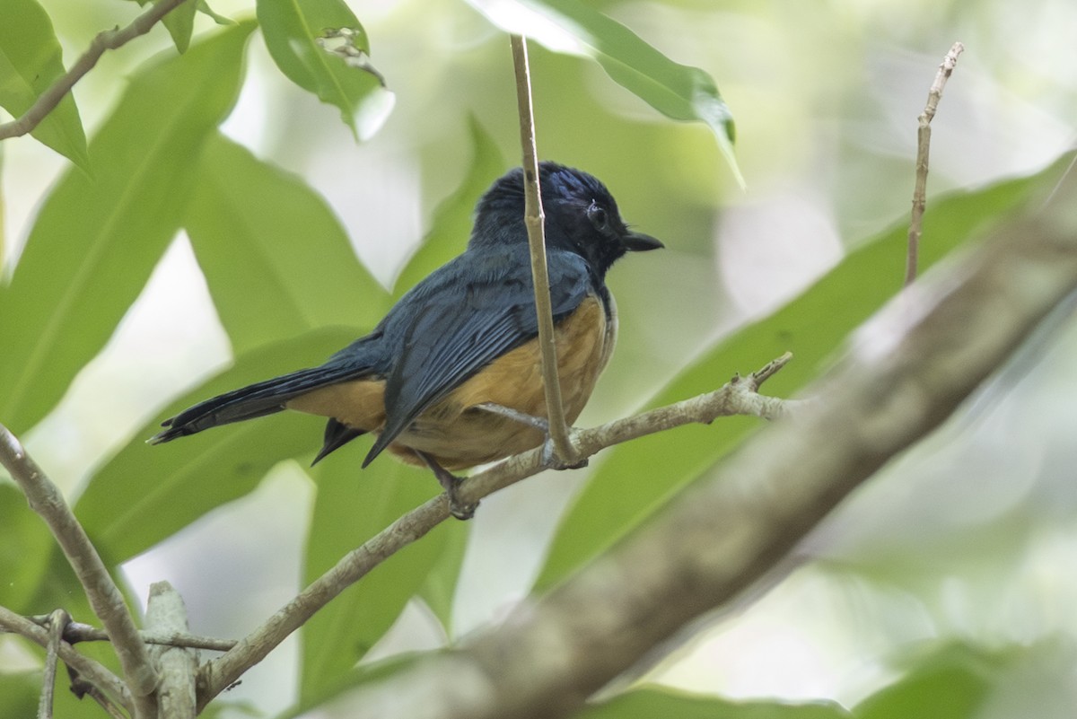 Kalao Blue Flycatcher - ML645305170