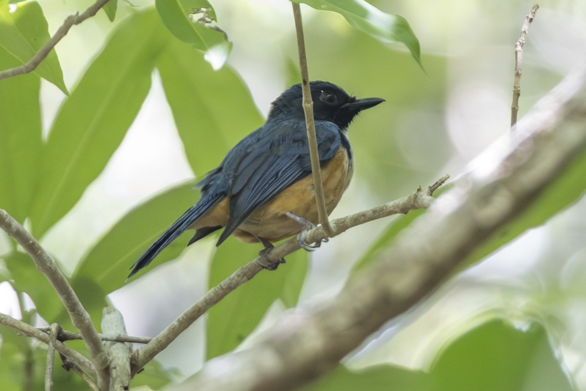 Kalao Blue Flycatcher - ML645305171