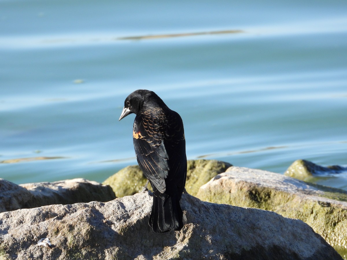 Красноплечий трупиал - ML645305178