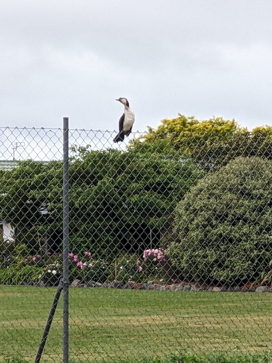 Little Pied Cormorant - ML645305195