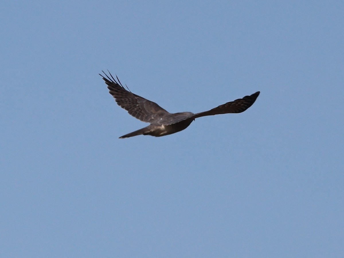 Chinese Sparrowhawk - ML645305200