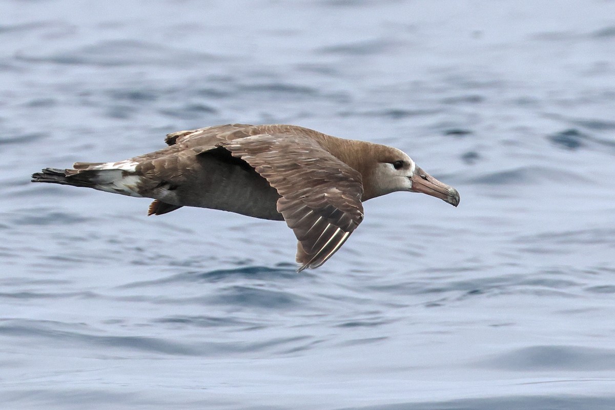 Albatros hankabeltza - ML645305210