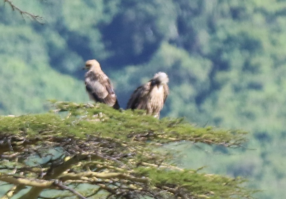 Tawny Eagle - ML645305226