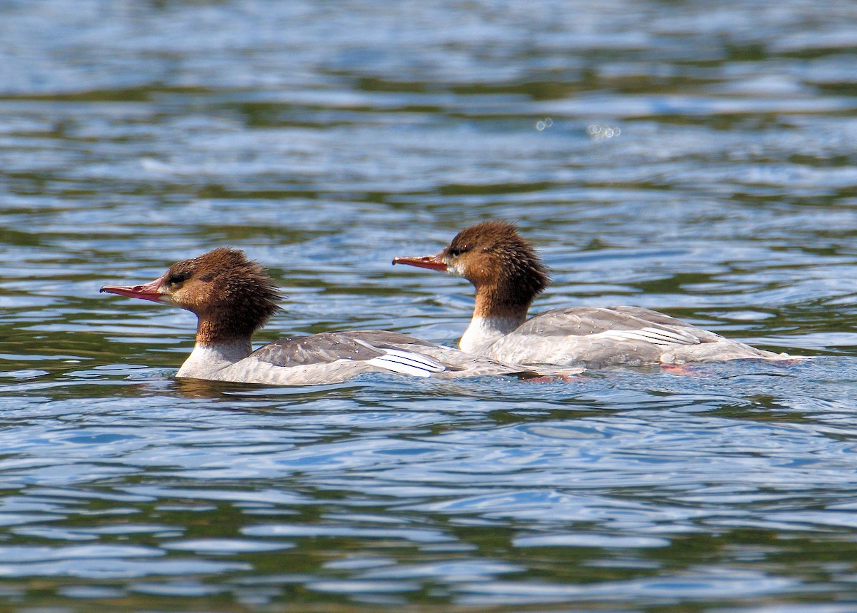 Common Merganser - ML645305228