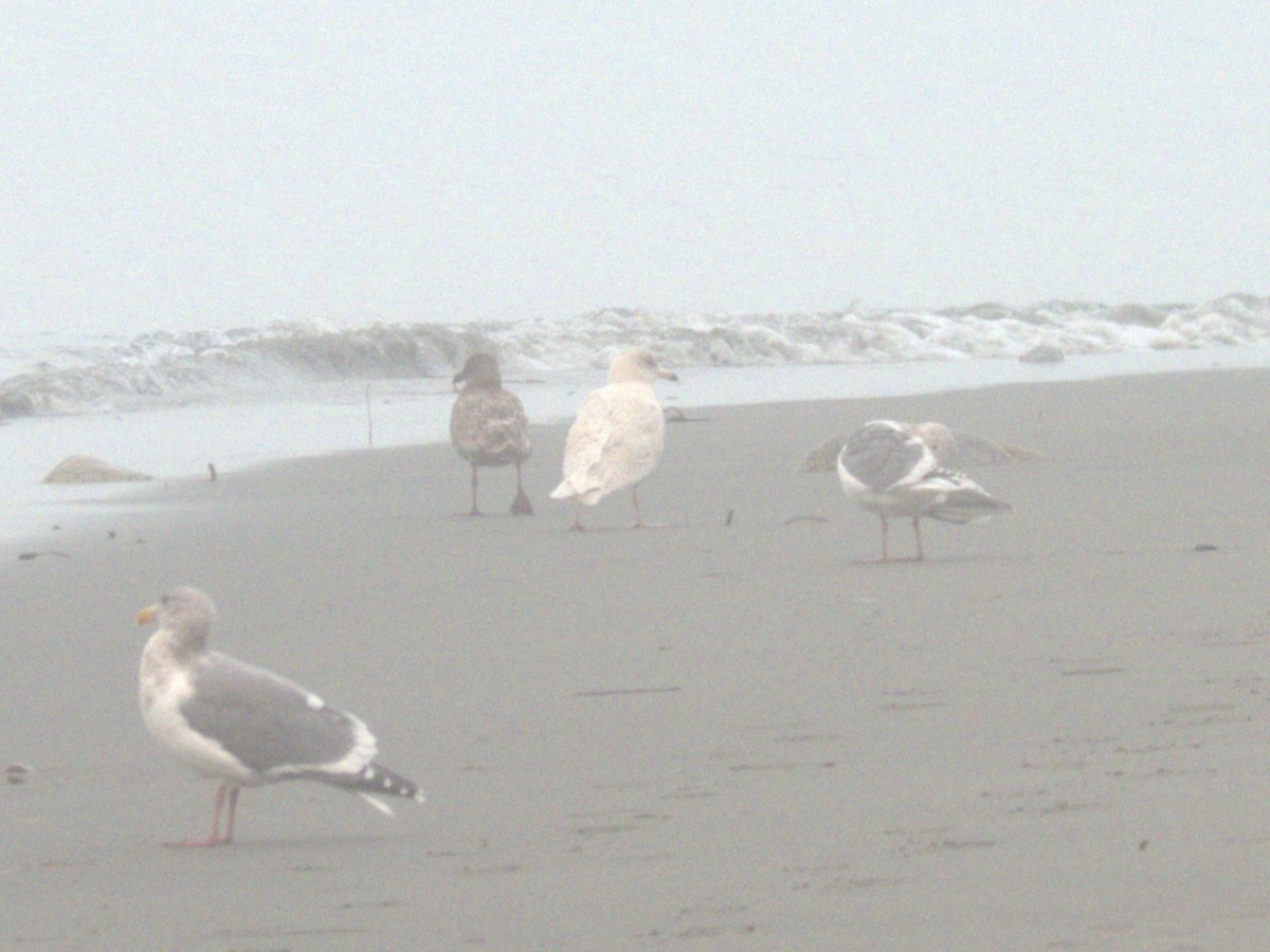 Glaucous Gull - ML645305229