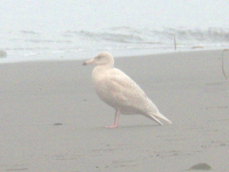Glaucous Gull - ML645305230