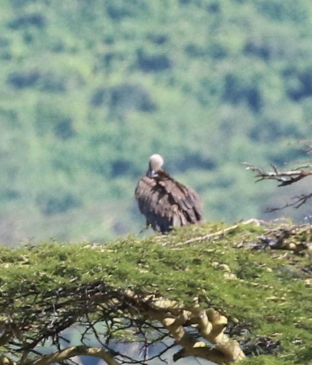 Ak Sırtlı Akbaba - ML645305232