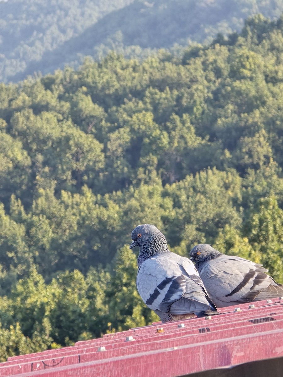 יונת סלעים - ML645305243