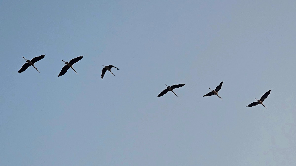 Painted Stork - ML645305257