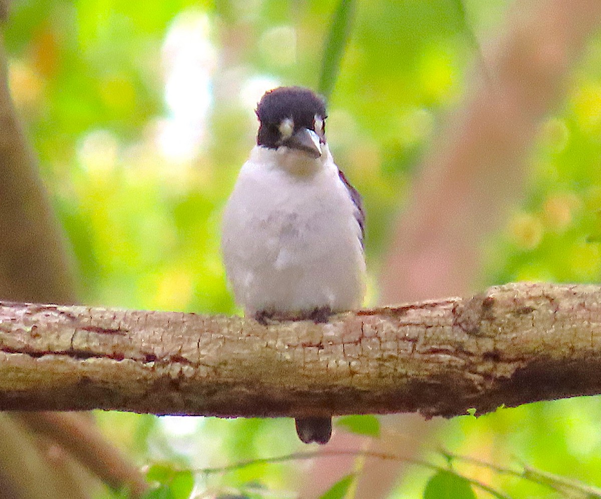 Spiegelliest - ML645305261