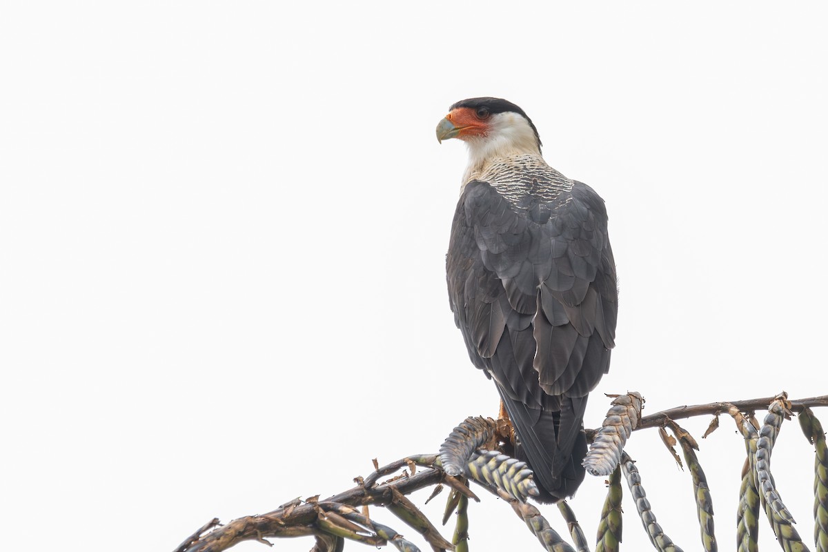 Schopfkarakara (Nordkarakara) - ML645305263