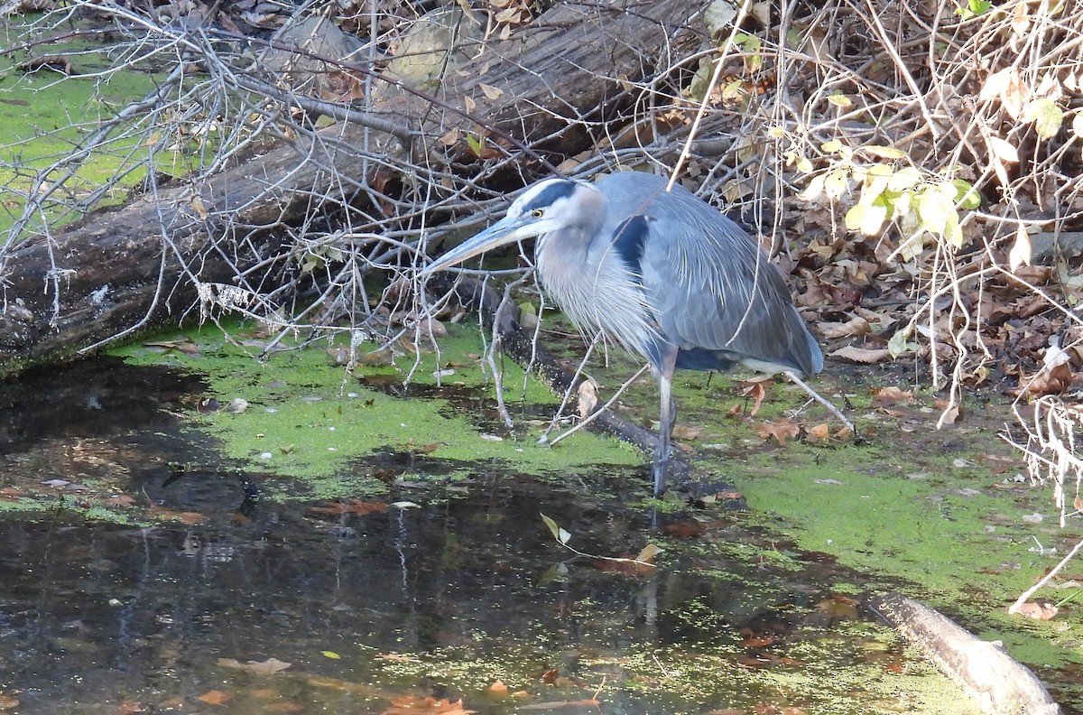 Great Blue Heron - ML645305265