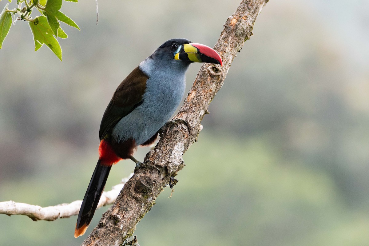 Gray-breasted Mountain-Toucan - ML645305267