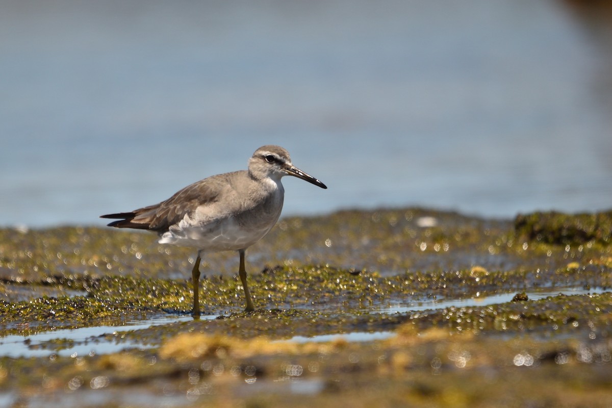 Playero Siberiano - ML645305270