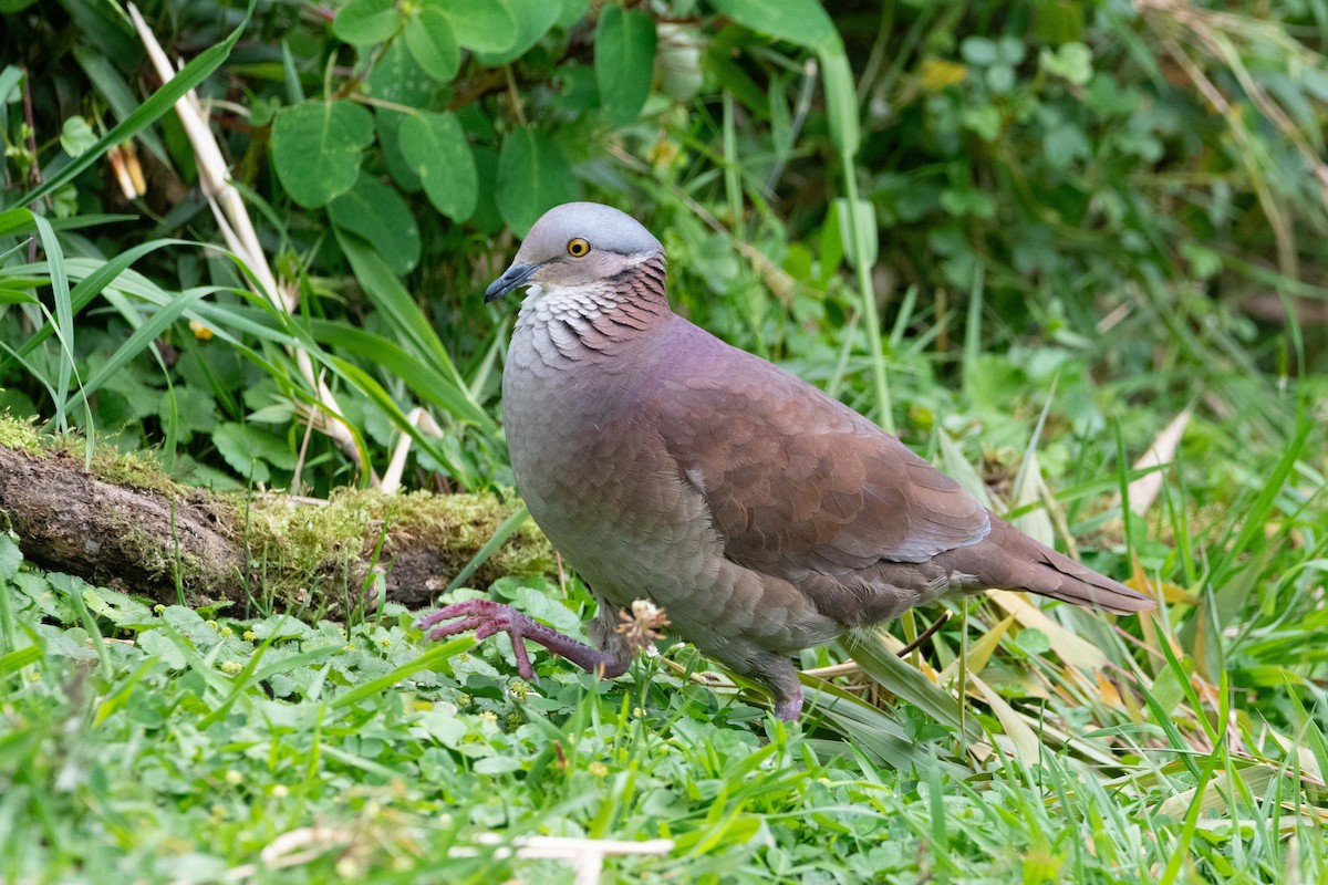 White-throated Quail-Dove - ML645305274