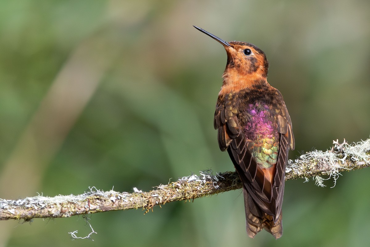 Shining Sunbeam - ML645305278