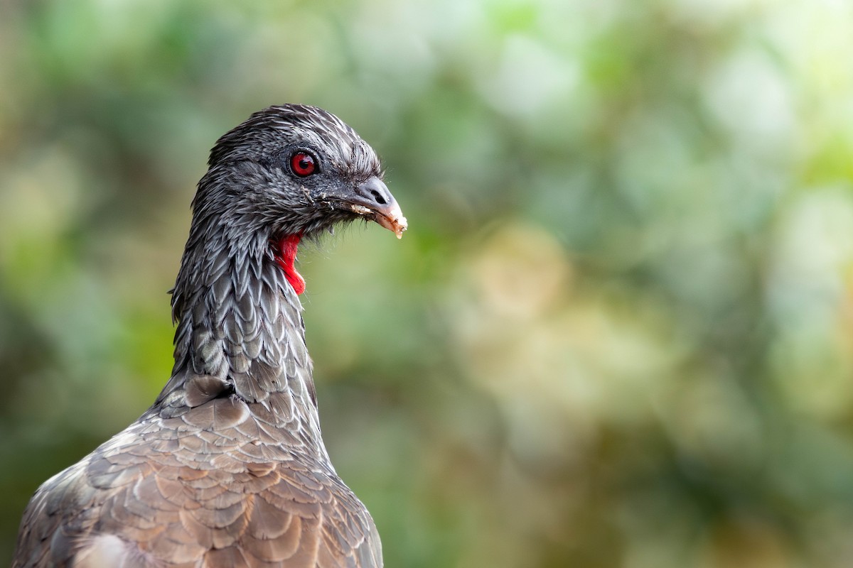 andeshokko - ML645305285