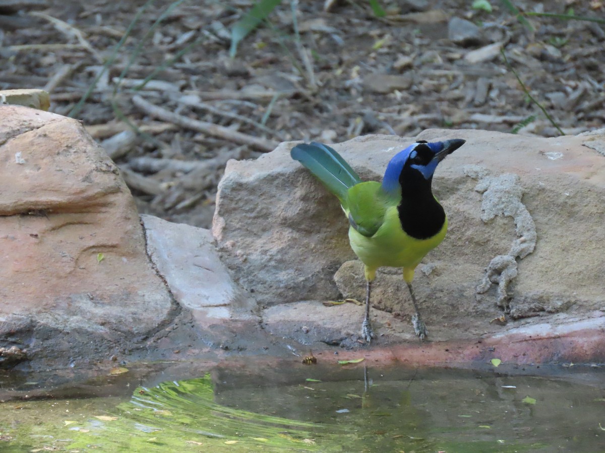 Yeşil Karga - ML645305286