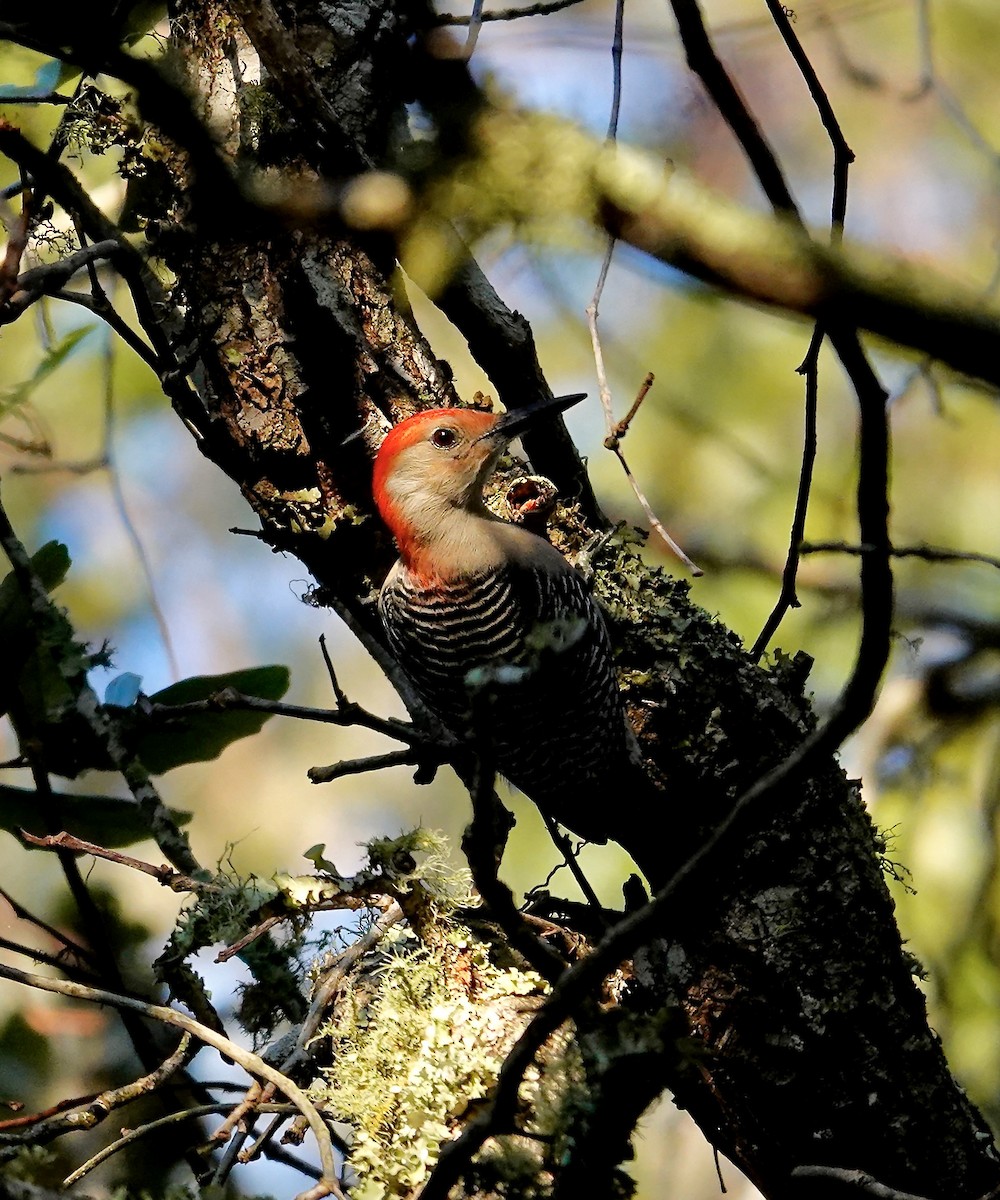 Red-bellied Woodpecker - ML645305288