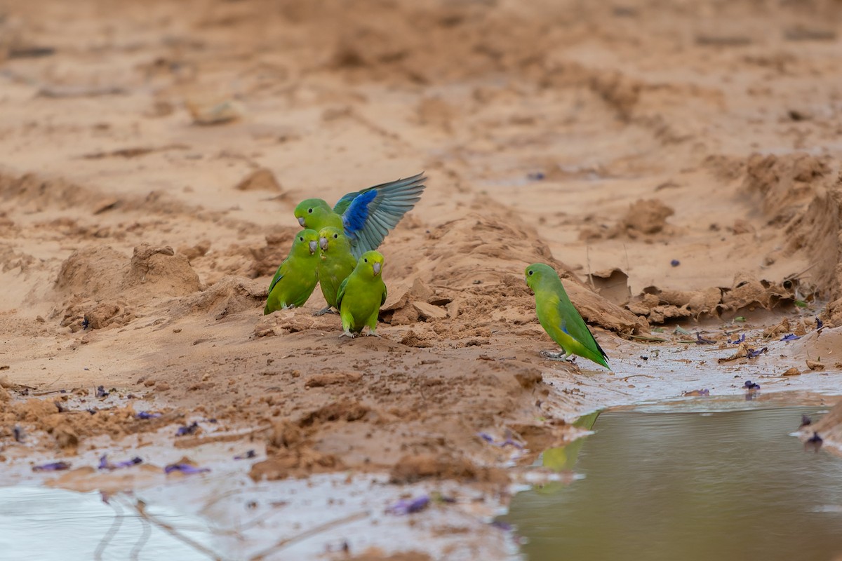 Cobalt-rumped Parrotlet - ML645305289