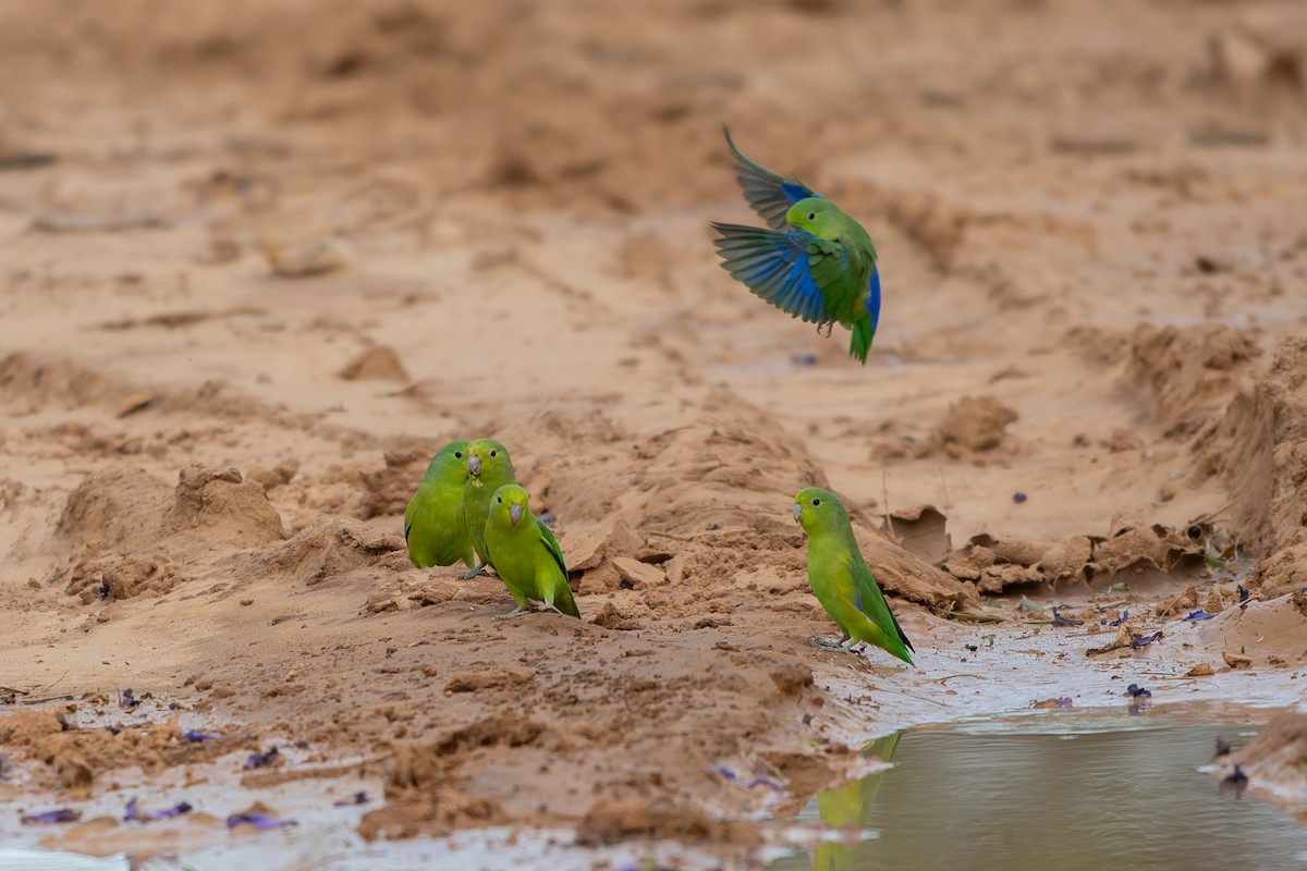 Cobalt-rumped Parrotlet - ML645305290