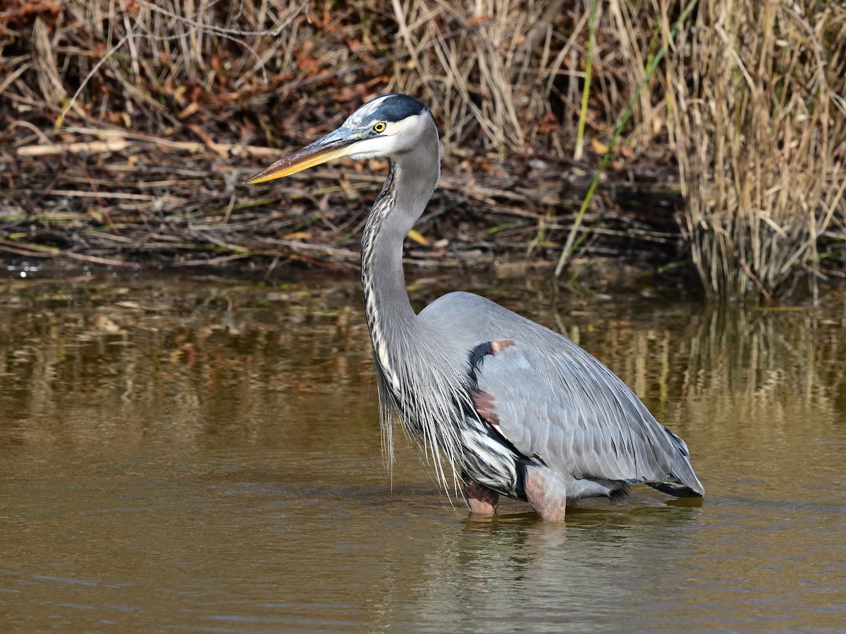 Great Blue Heron - ML645305299