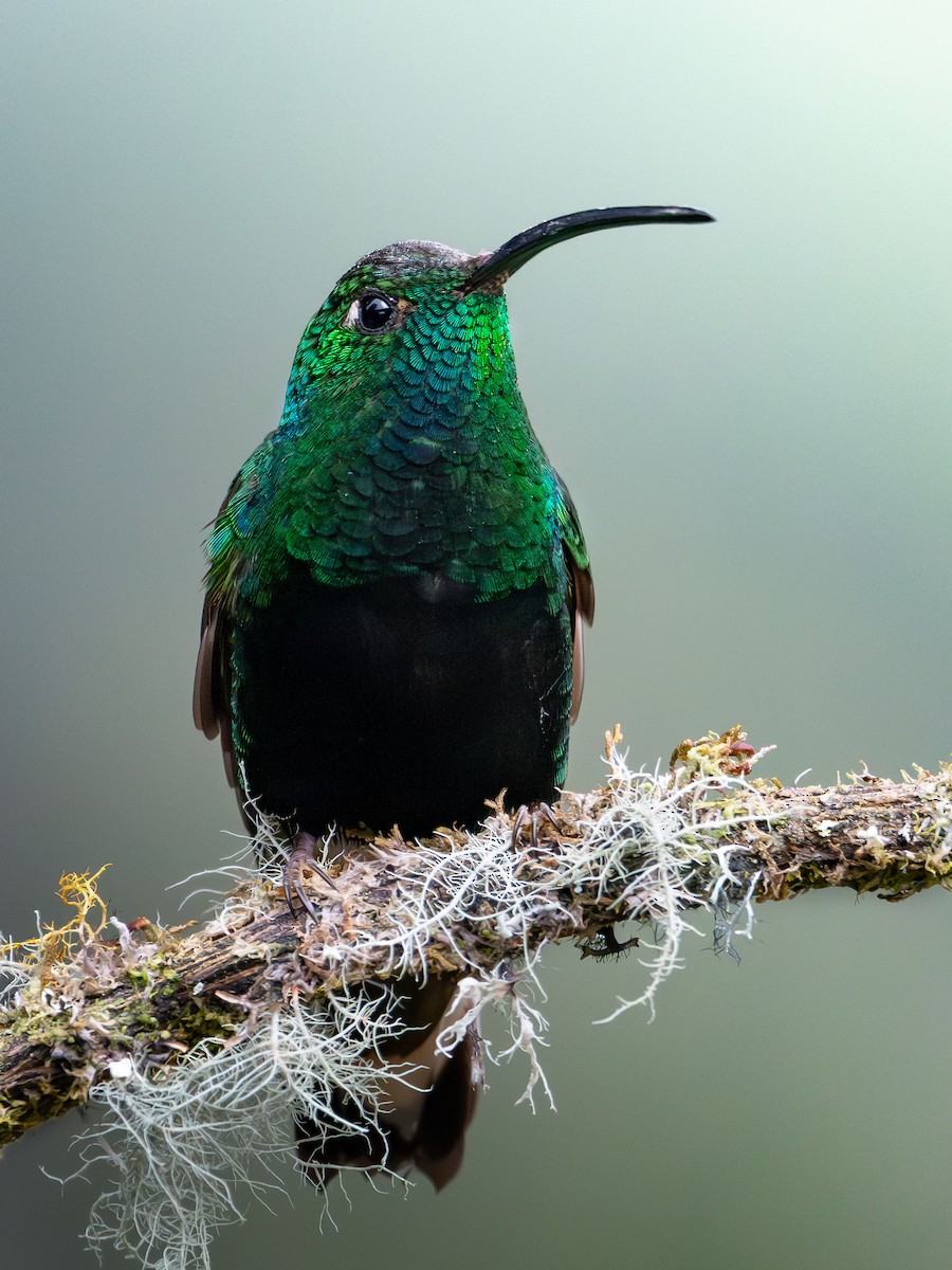 Mountain Velvetbreast - ML645305304