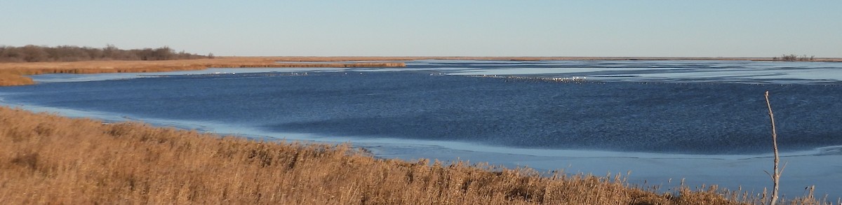 Barnacla Canadiense Grande - ML645305306