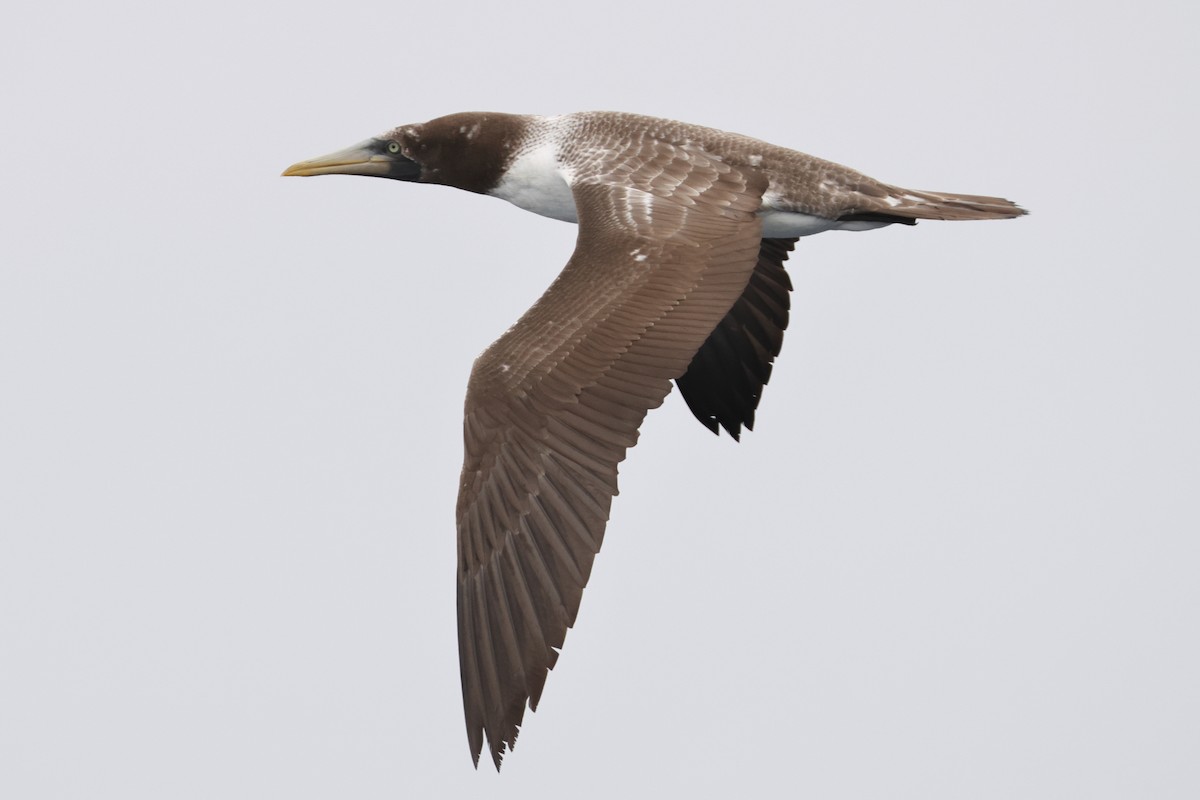 Masked/Nazca Booby - ML645305314