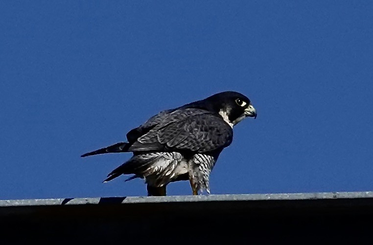 遊隼 - ML645305315