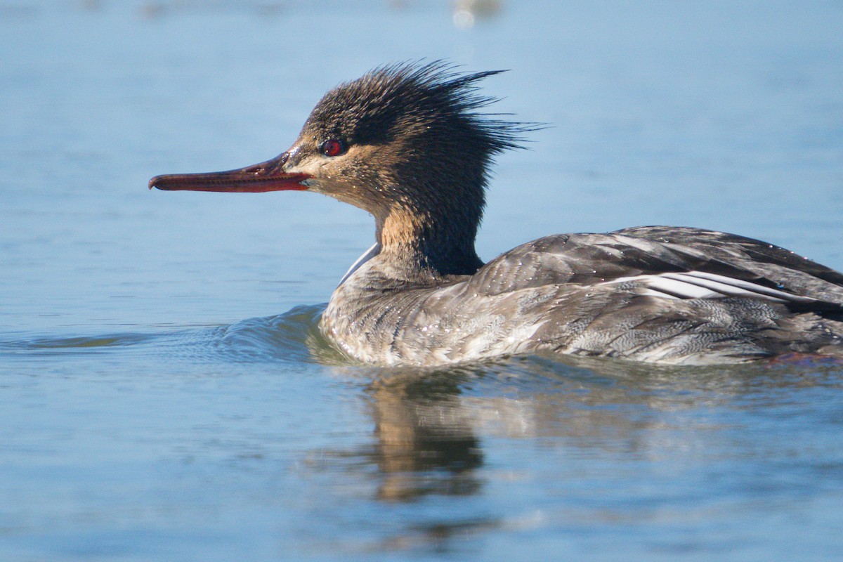 Red-breasted Merganser - ML645305323