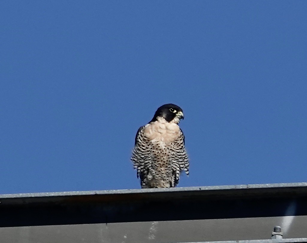 遊隼 - ML645305326