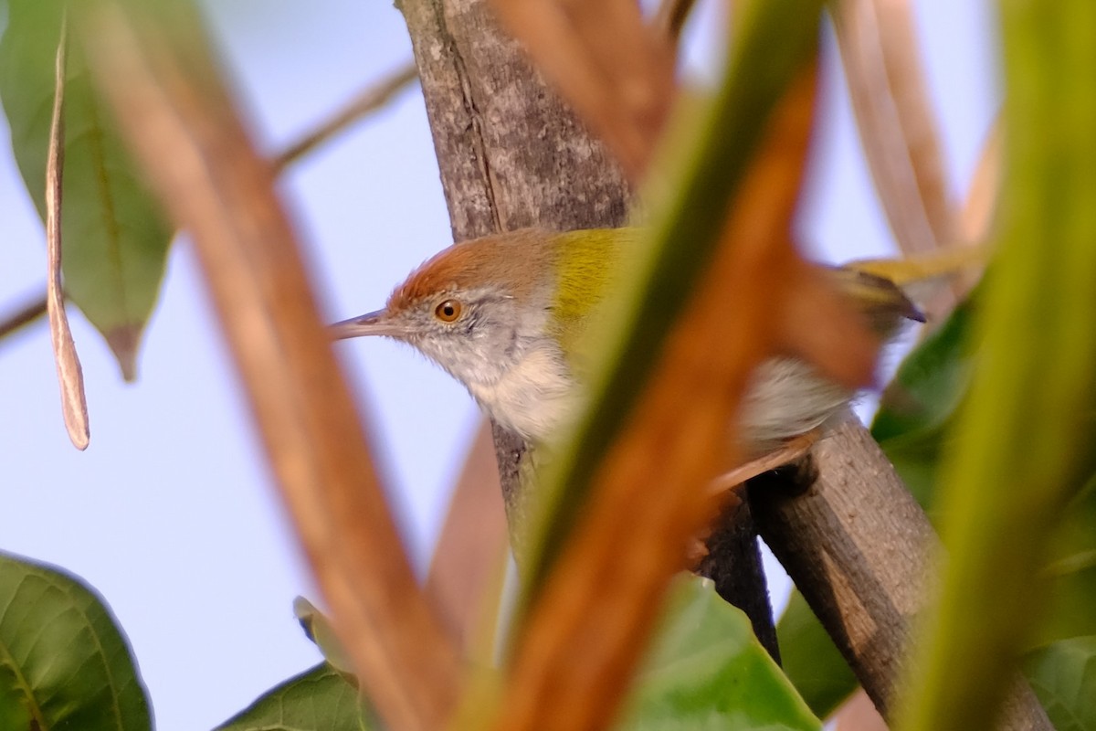 Common Tailorbird - ML645305333