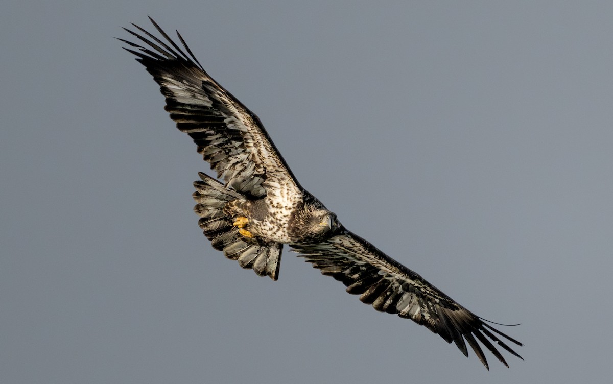 orel bělohlavý - ML645305334