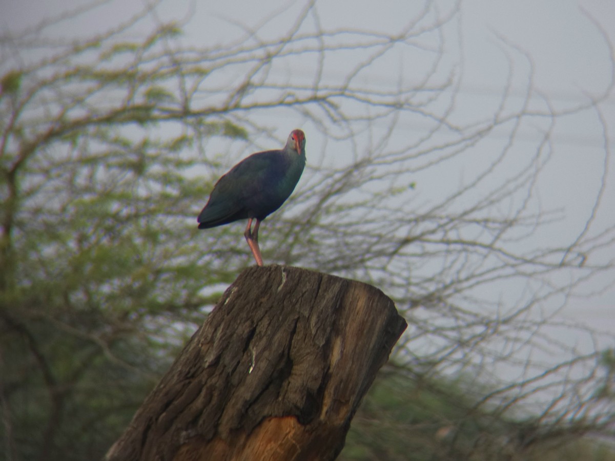 Gray-headed Swamphen - ML645305335