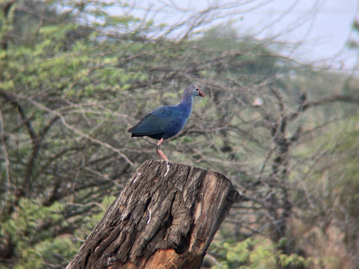 Gray-headed Swamphen - ML645305336