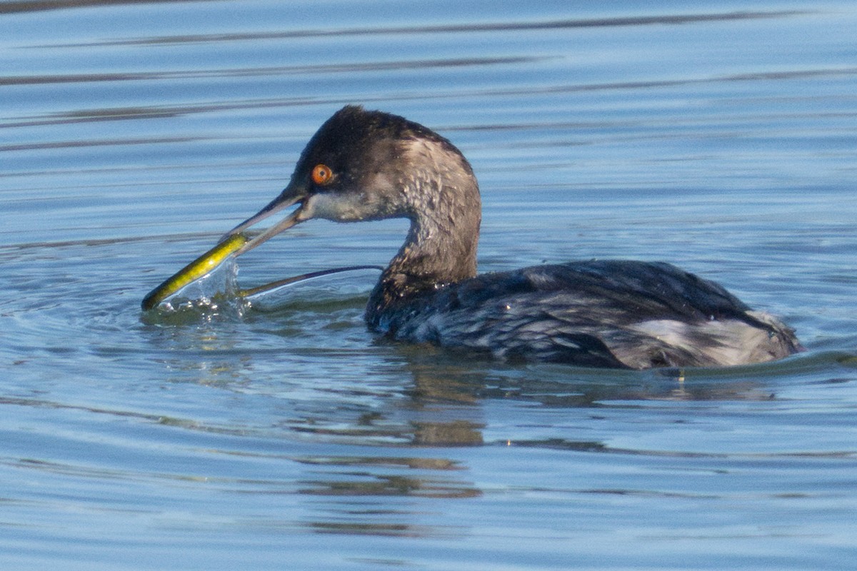 Eared Grebe - ML645305338