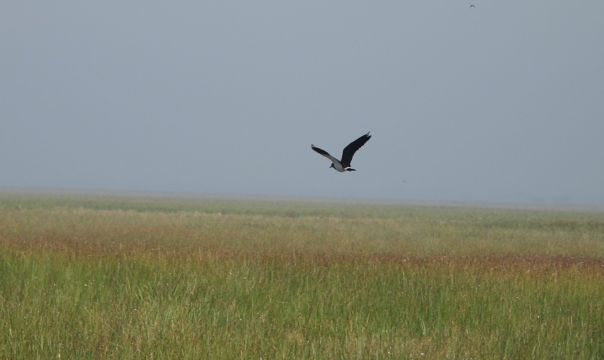 Northern Lapwing - ML645305348