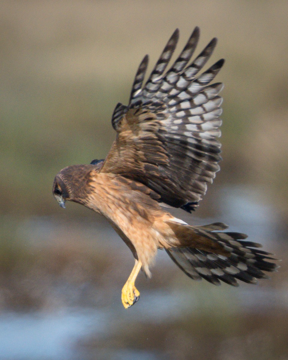 Northern Harrier - ML645305356