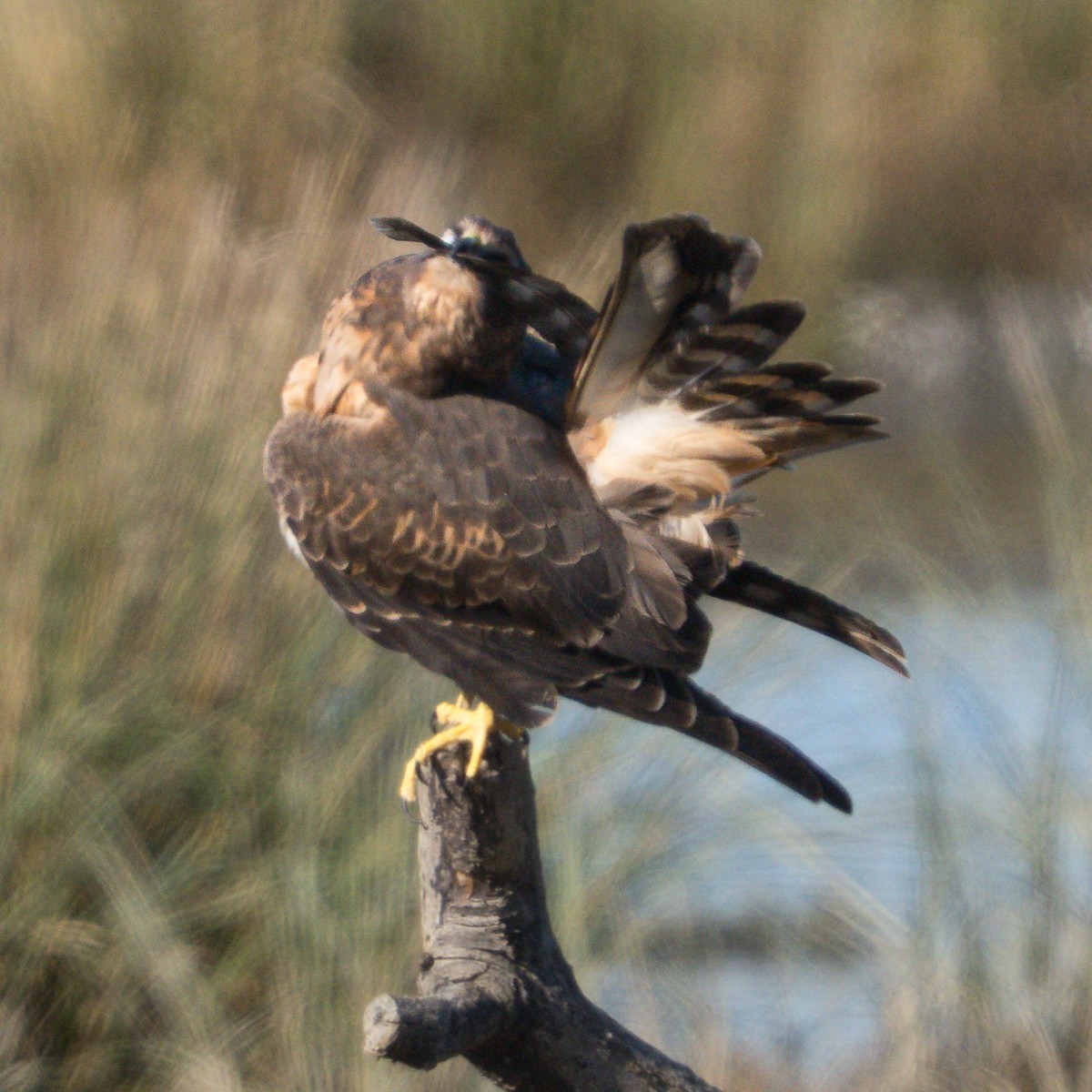 Northern Harrier - ML645305357